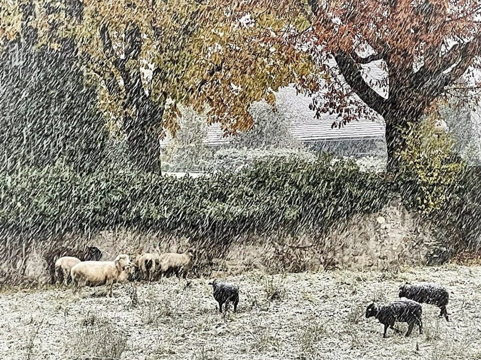 Schafe im Schnee.