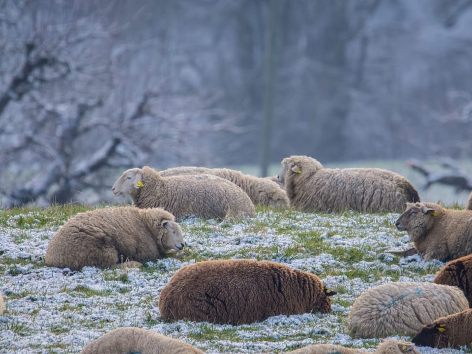 Schafe ruhen auf einer leicht mit Schnee angezuckerten Wiese.
