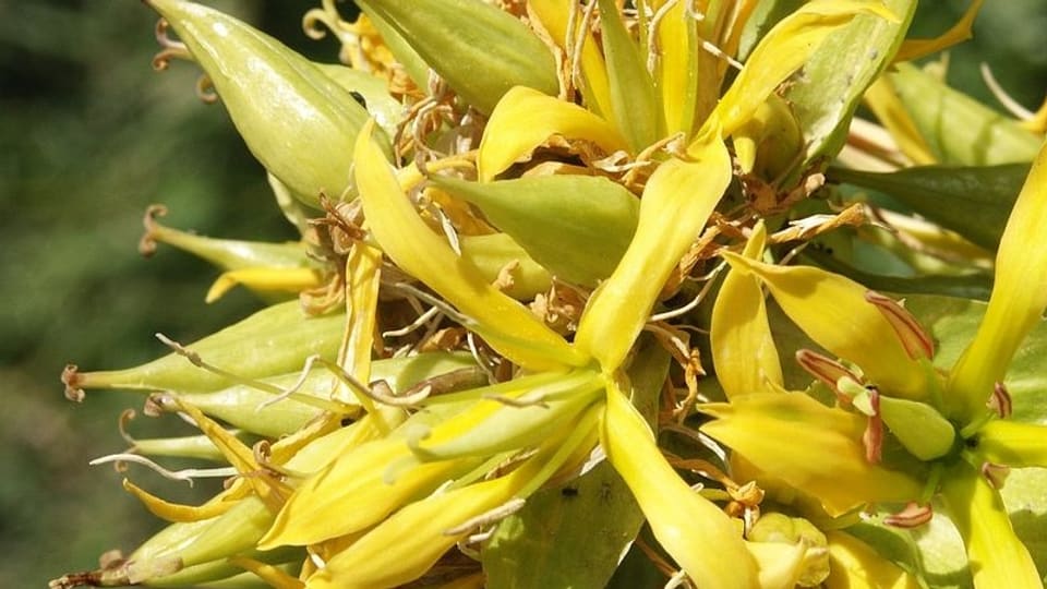 Der Gelbe Enzian zählt zu den bekanntesten Heilpflanzen in den Bergen.