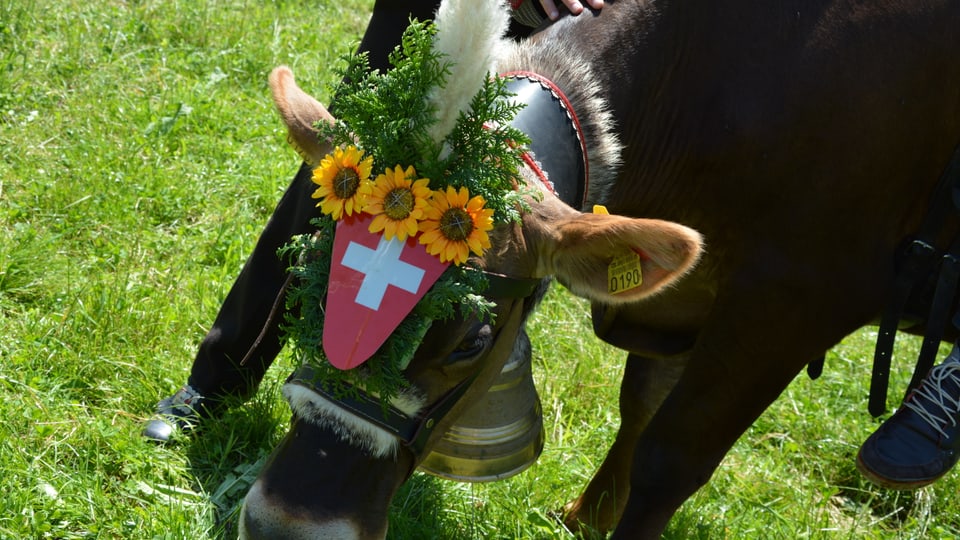 Die Kuh auf der Nicolas Senn seine Wette für den «Donnschtig-Jass» bestreitet.