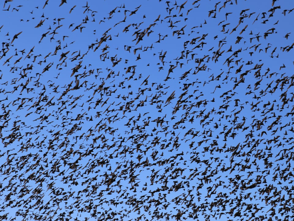 Hunderte Vögel am blauen Himmel, gesehen am 5. März 2015