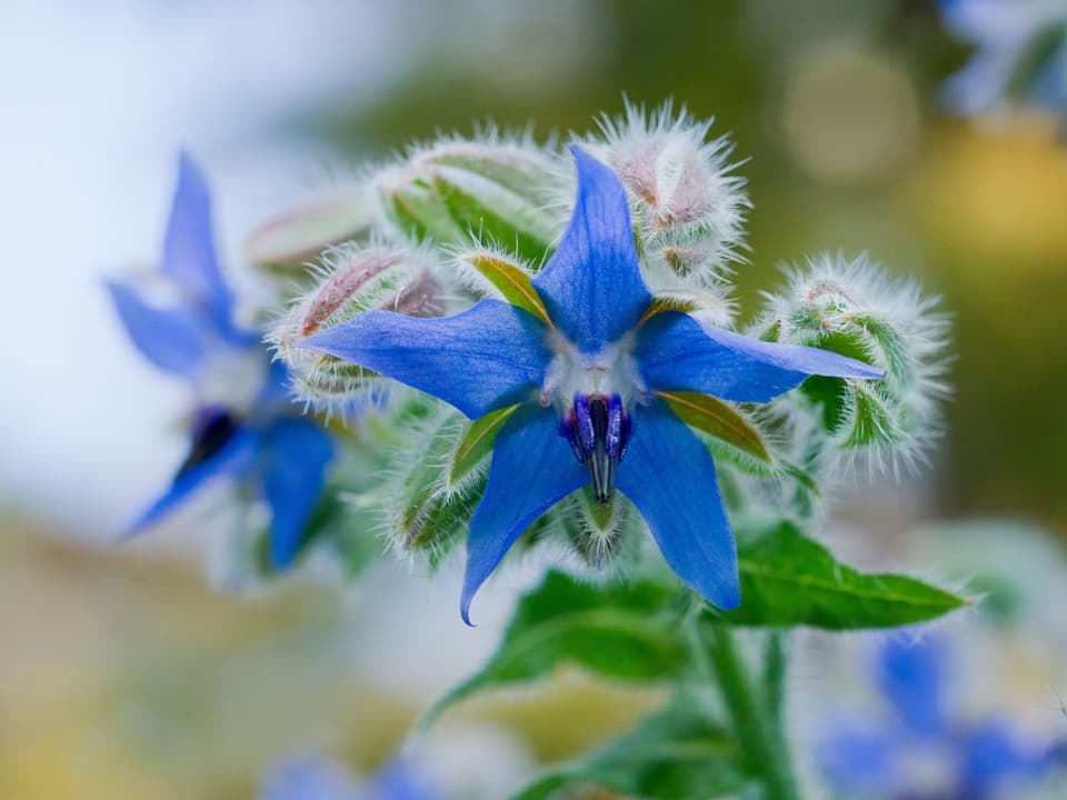 Blaue Blüte mit filzartigen Blättern.