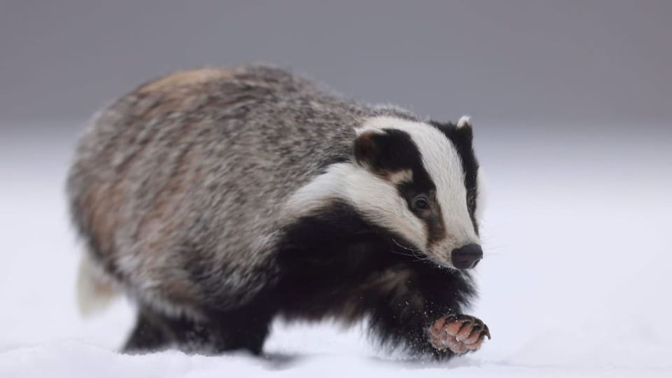 Ein europäischer Dachs läuft auf einer schneebedeckten Wiese.