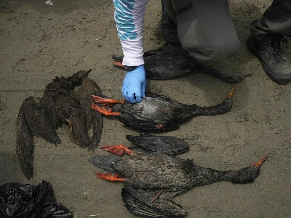 Tote Vögel nach Ölpest