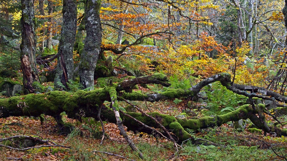 Ein umgestrürzter Baum in einem herbstlichen Laubwald.