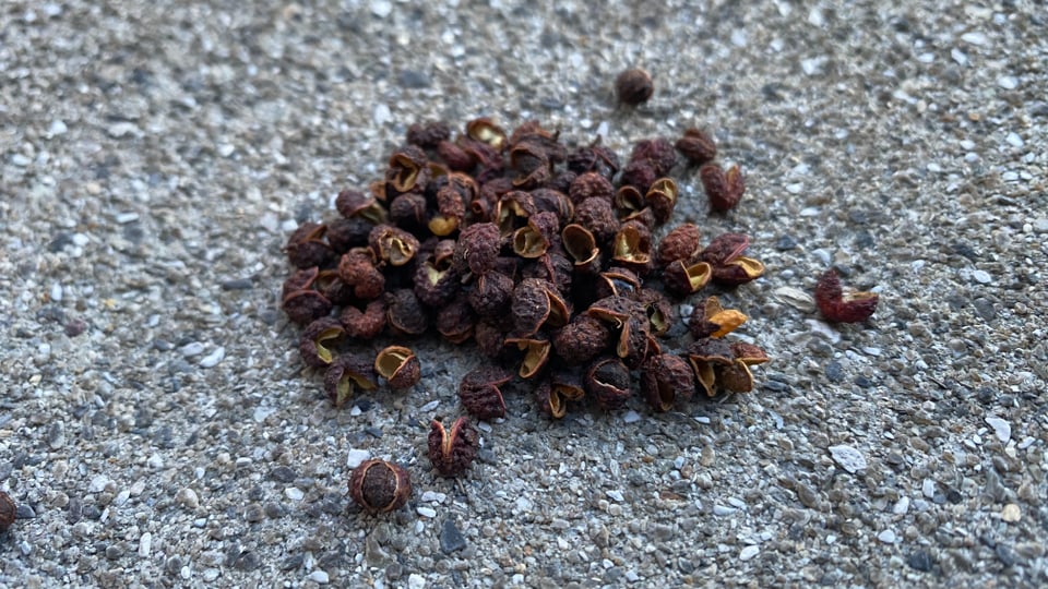 Timur – Similar to pepper, but is a citrus plant often used in cooking in Nepal.