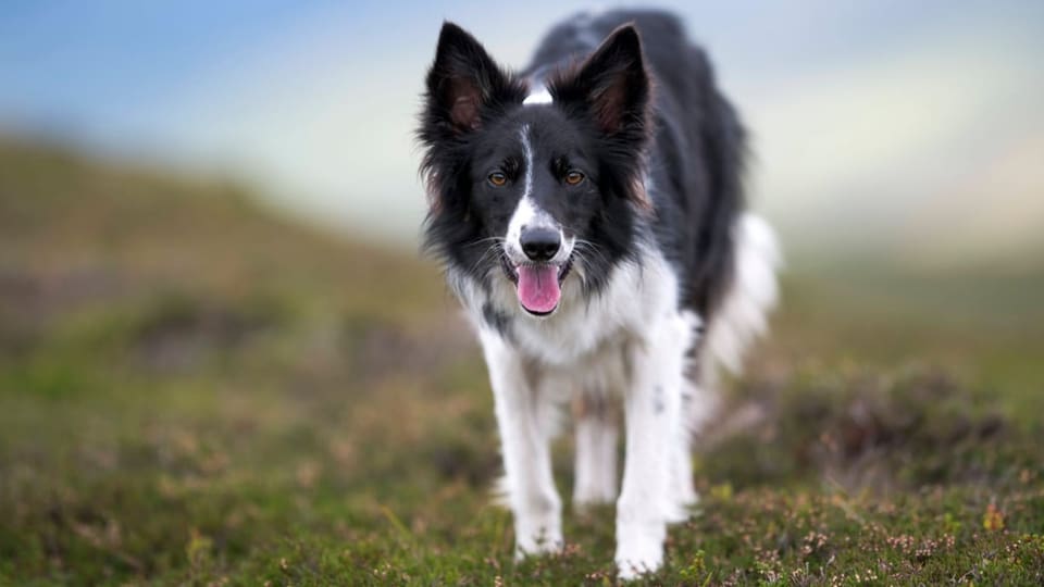 Border Collie läuft auf Wiese