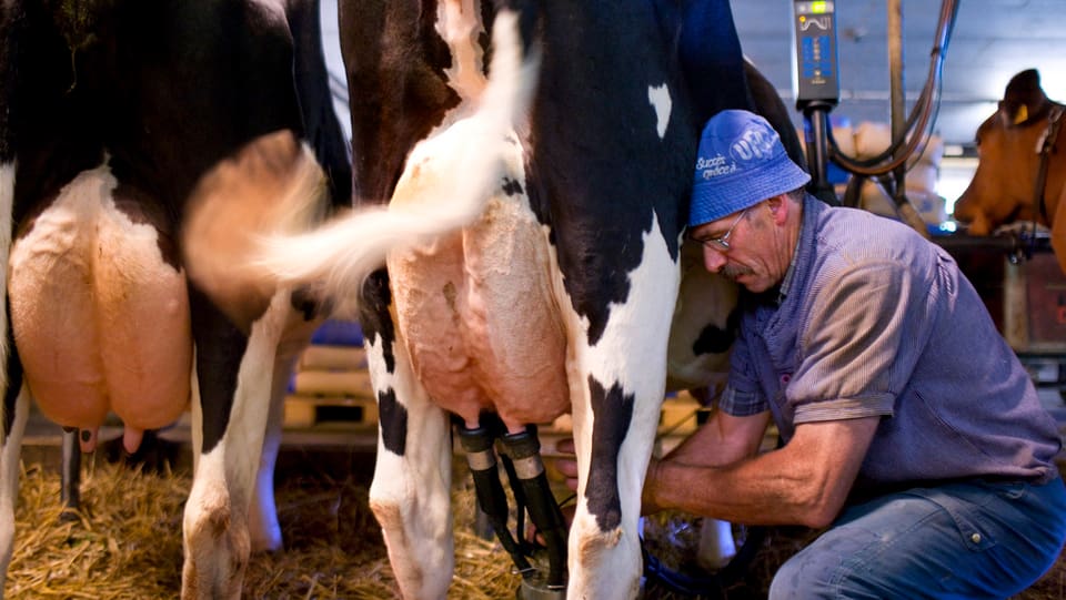 Solothurner Milchbauern spüren den schwachen Euro (10.2.2015)