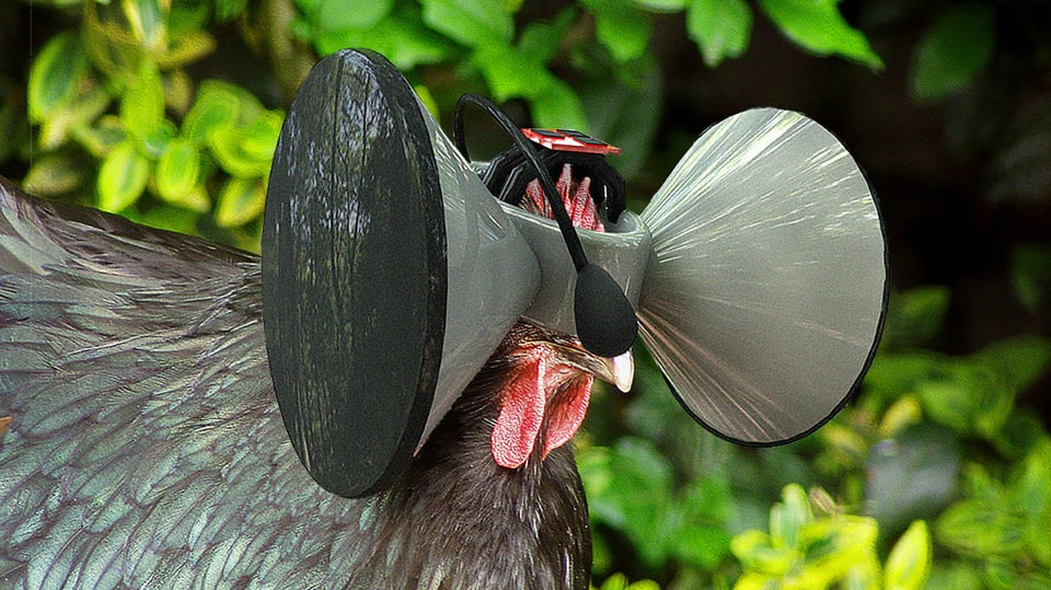 Ein Huhn mit einem seltsamen Gebilde auf dem Kopf.