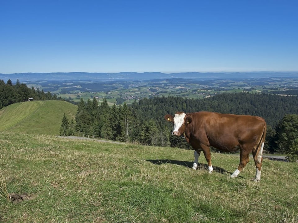 Kuh auf Wiese auf dem Weissenstein.