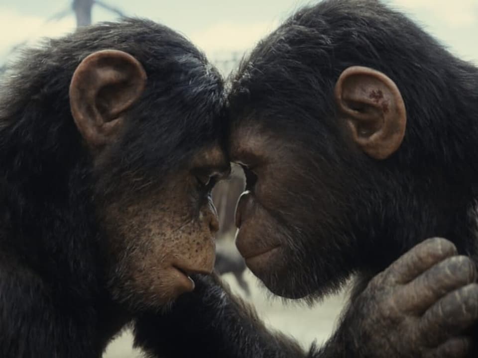 Zwei Schimpansen blicken sich nahe aneinander in die Augen.
