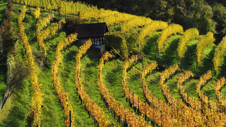 Weinreben im herbstlichen Sonnenglanz in Neftenbach ZH.