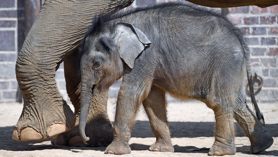 Mutterelefant und kleiner Elefant