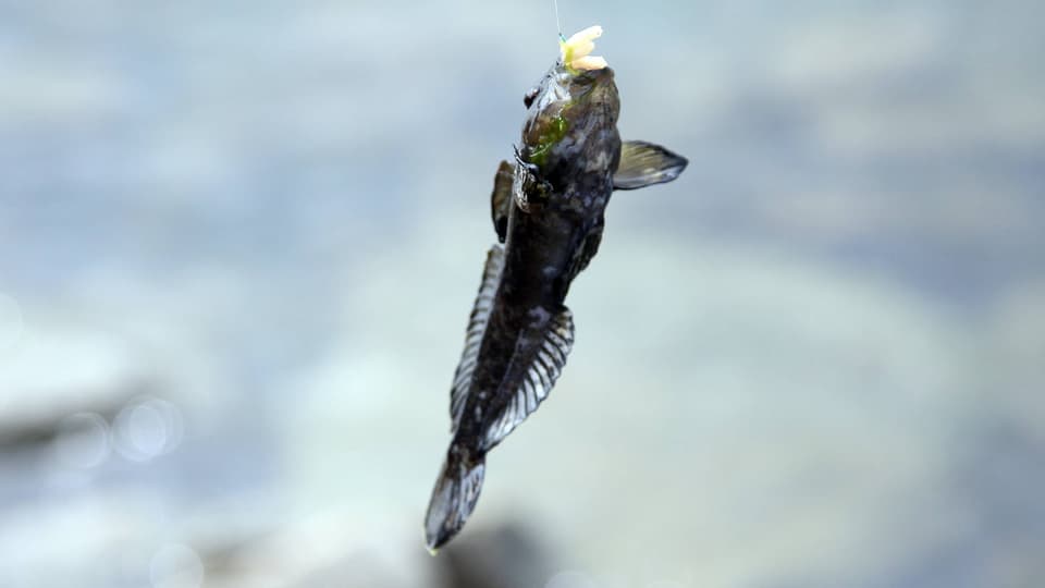 Die kleine Schwarzmeergrundel ernährt sich unter anderem vom Laich einheimischer Fische.