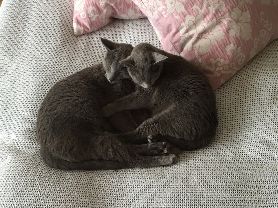 Zwei dunkelgraue Katzen kuscheln zusammen auf einem Bett.
