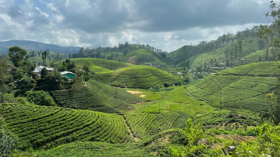 Die Teeregion Nuwara Eliya im Hochland Sri Lankas.