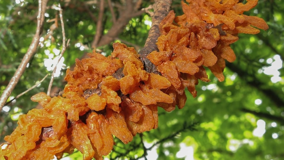 orange Pilze, die aus einem Ast herauswachsen