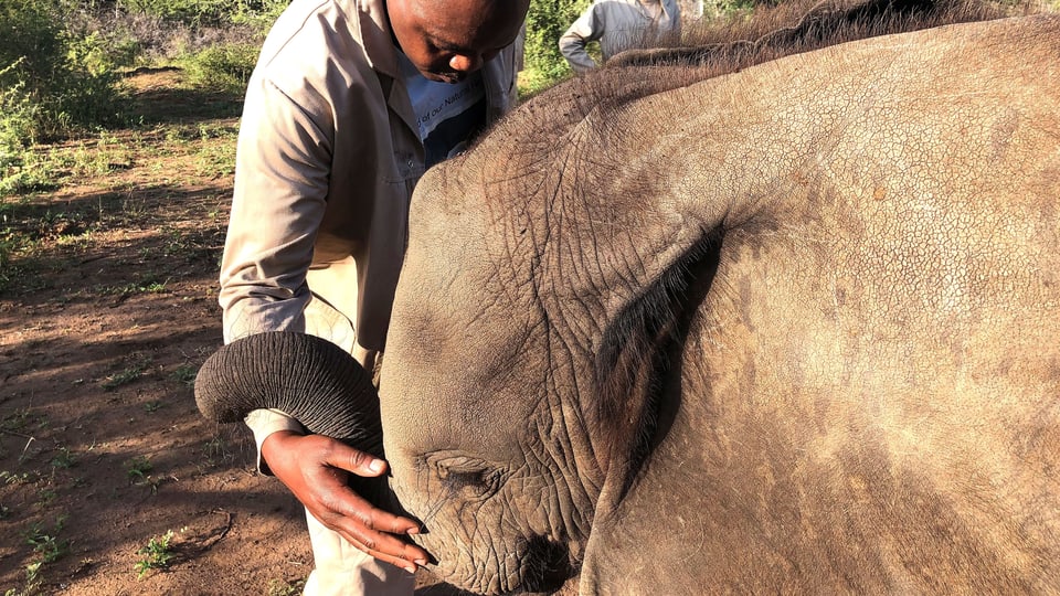 Ein Mitarbeiter von «Elefanten ohne Grenzen» streichelt in Botswana einen kleinen, elternlosen Elefanten.