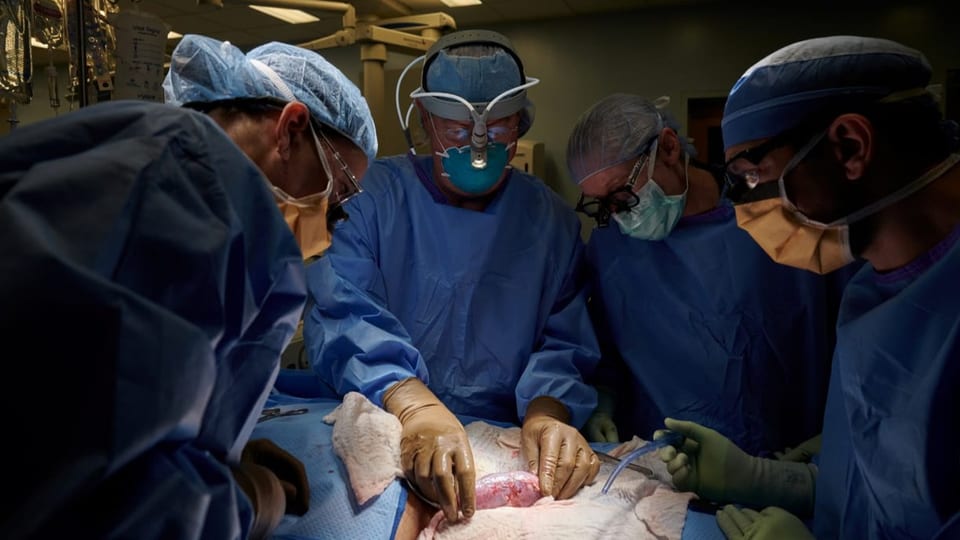 Das Transplantationsteam prüft die Niere auf eine mögliche Abstossung