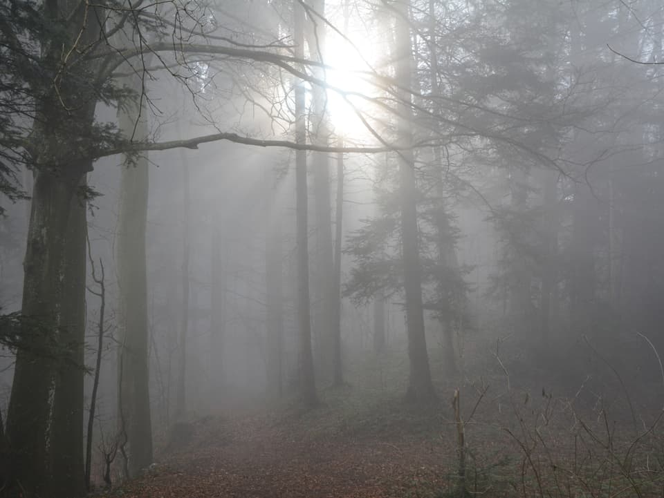 Dichter Nebel im Wald, die Sonne bahnt sich durch das Grau.