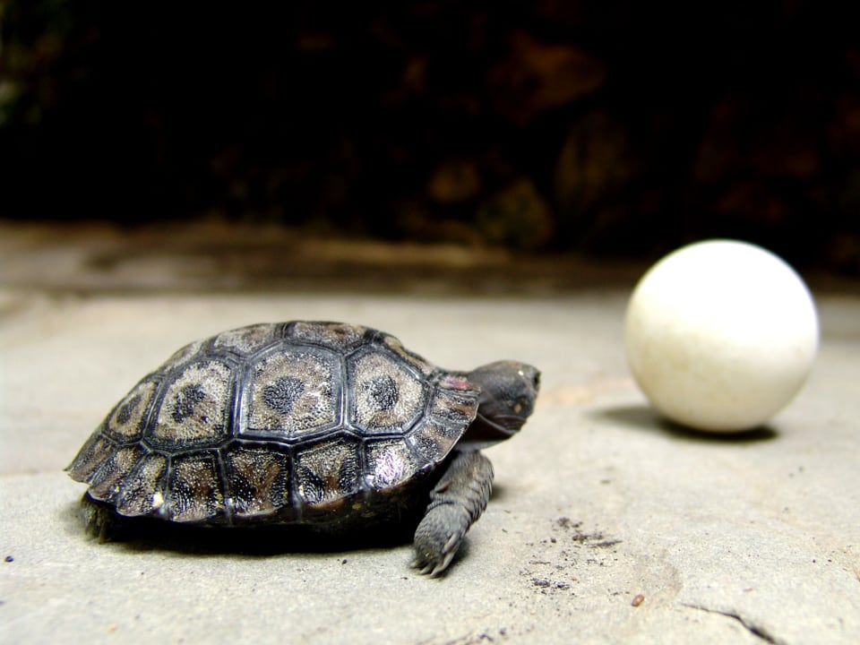Kleine Schildkröte mit Pingpong-Ball.