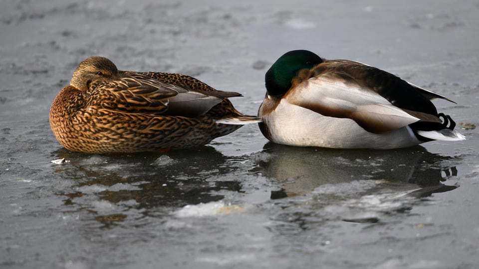 Zwei Enten haben kalt