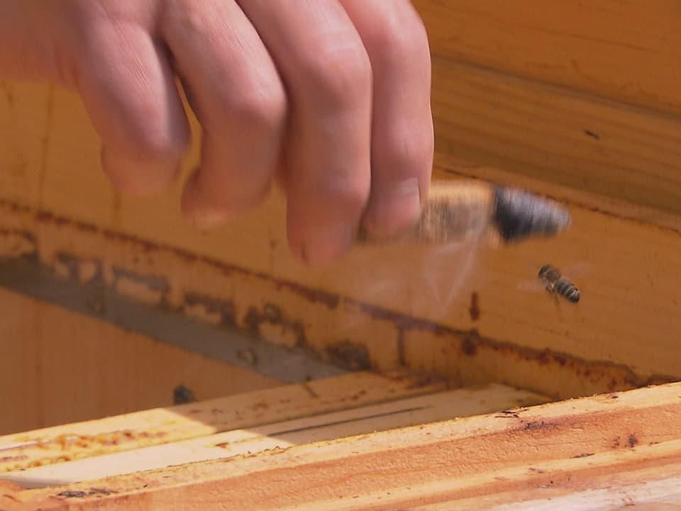 Rauchendes Holzstück mit Biene