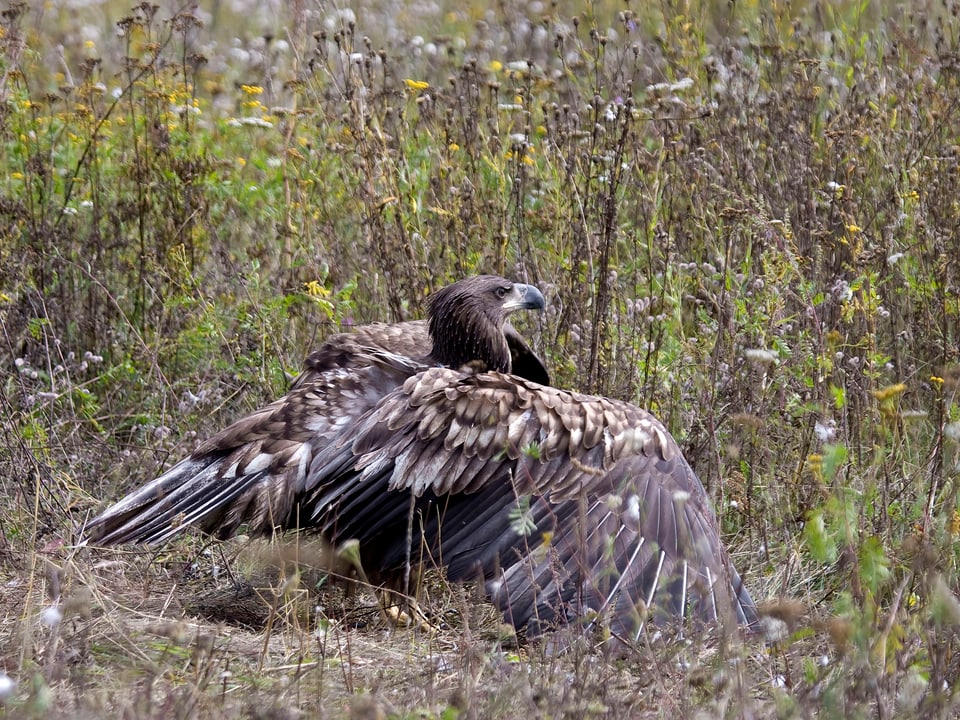 Ein Adler spannt seine mächtigen Flügel in der 30 Kilometer grossen Sperrzone von Tschernobyl.