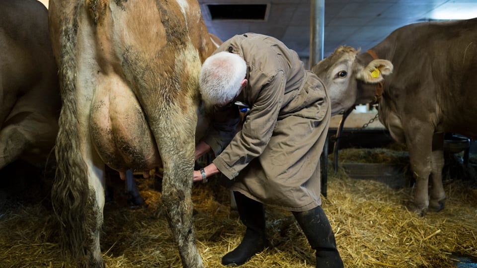 Ein Tierarzt untersucht im Stall eine Kuh.
