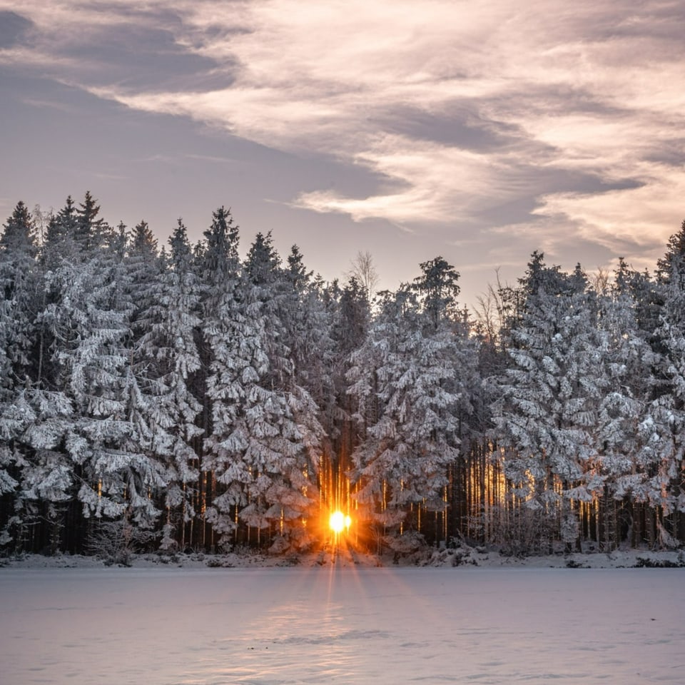 Verschneiter Tannenwald mit Lücke, wo die untergehende Sonne durchscheint. Darüber klar. 