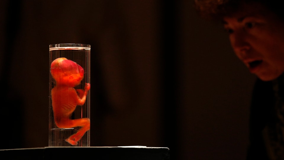 Embryo im Reagenzglas