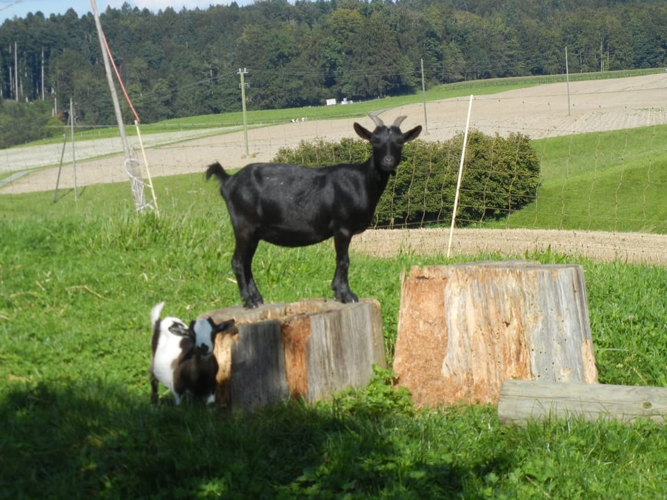 Schwarze Ziege steht auf einem Baumstrunk.