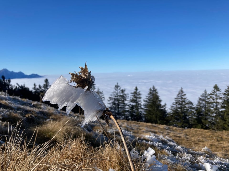 Rigi / SZ Rigi / SZ