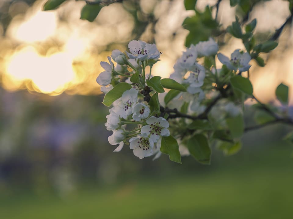 Weisse Blüte eines Baumes im Abendlicht