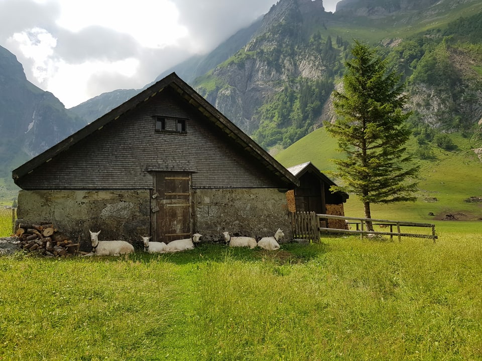 Schafe vor einer Alp.