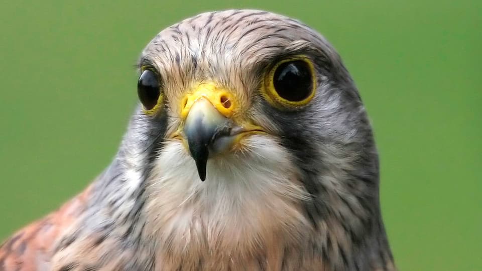 Ein Greifvogel mit spitzem Schnabel und grossen dunklen Augen.