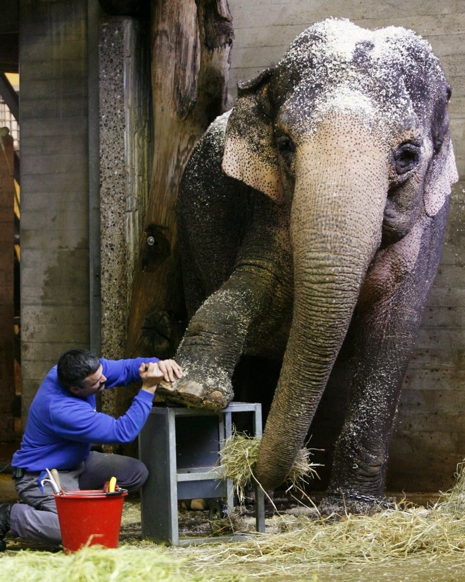 Ein Pfleger des Zürcher Zoos bearbeitet den Fuss von Elefantendama Druk.