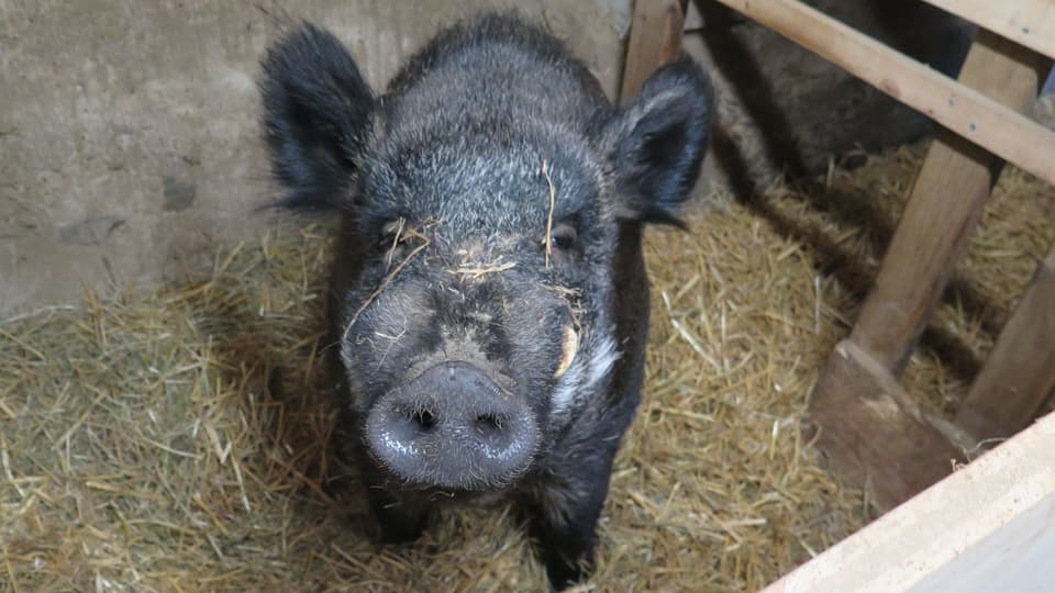 Ein Wildschwein das Sitz macht