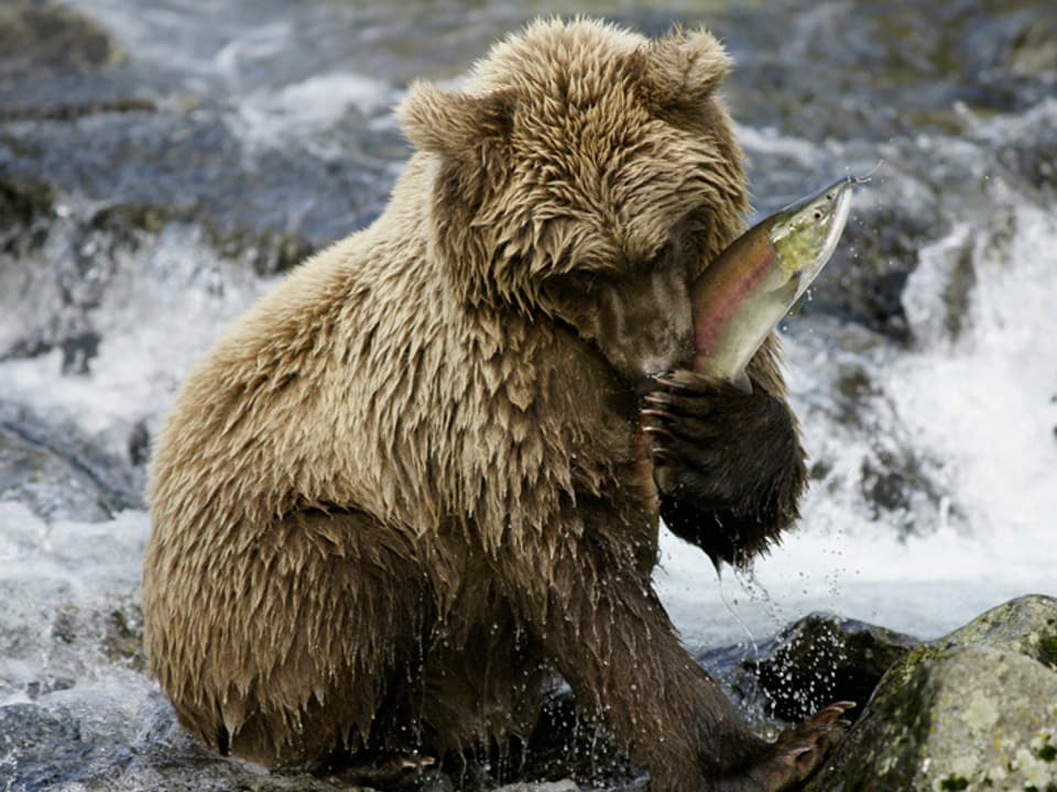 Bär sitzt auf Stein in Bach und hat Fisch in Pranken.