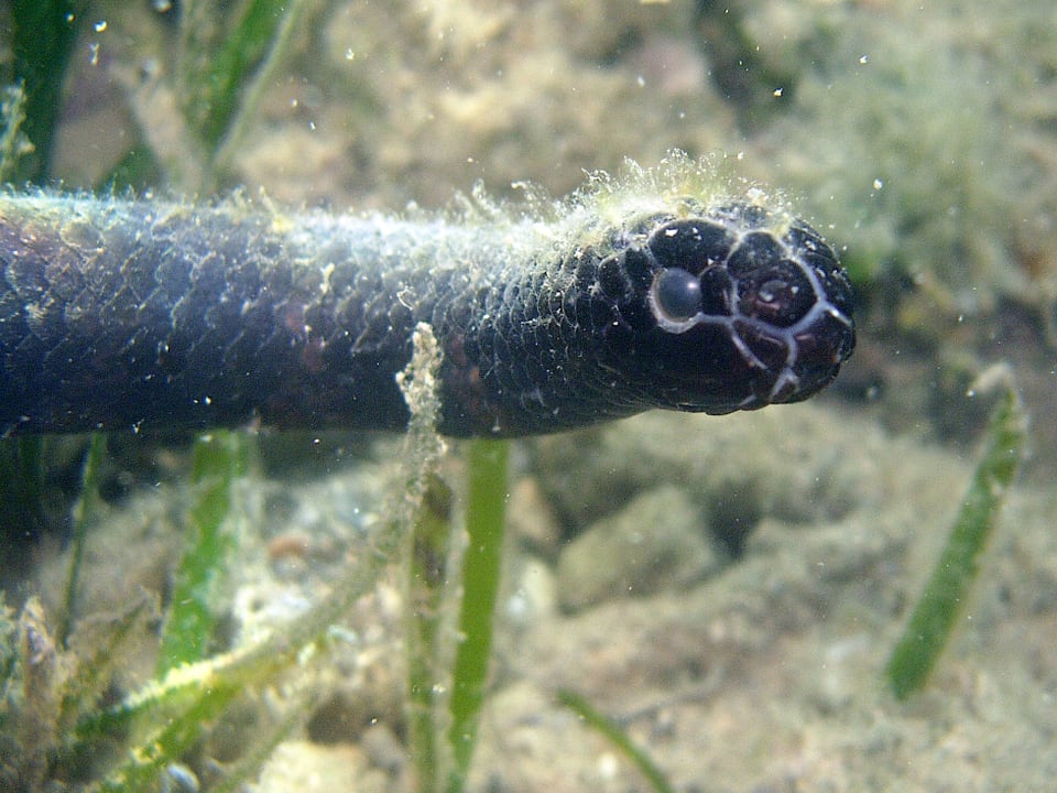 Die Fotographie zeigt den vorderen Teil einer schwarze Schlange mit feinem Algenbewuchs und runden Augen.
