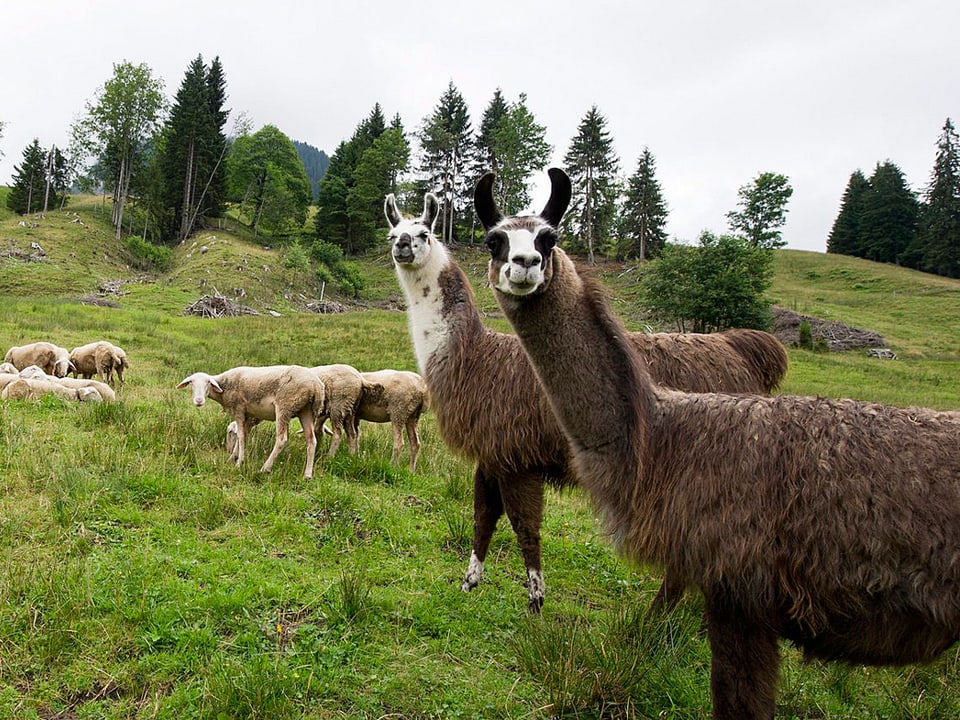Zwei Lamas und eine Schafherde auf einer Alpweide.