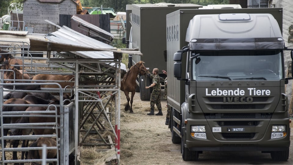 Pferde werden in Armeelastwagen geladen