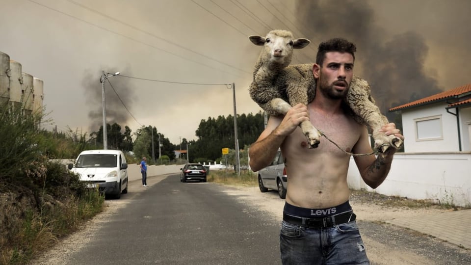 Ein Mann bringt in der Regio Leiria ein Schaf vor den Bränden in Sicherheit.