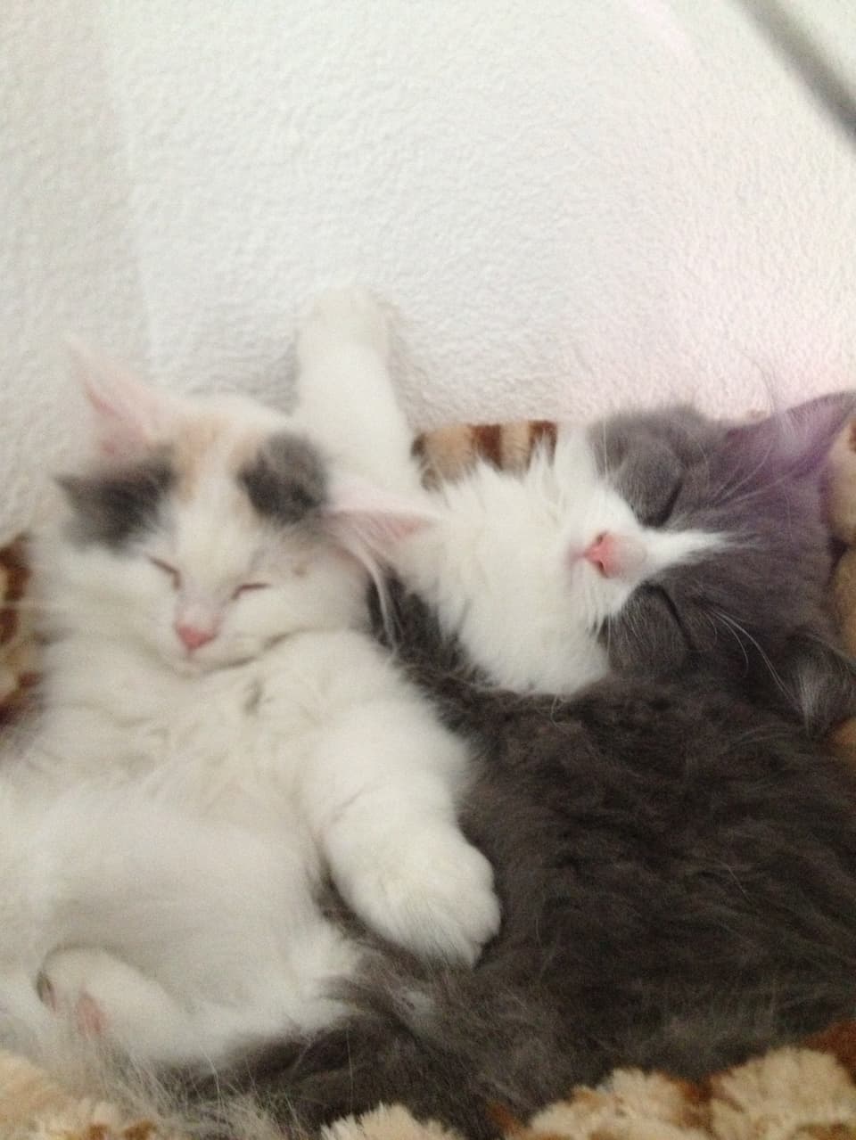 Zwei Kätzchen am Kuscheln