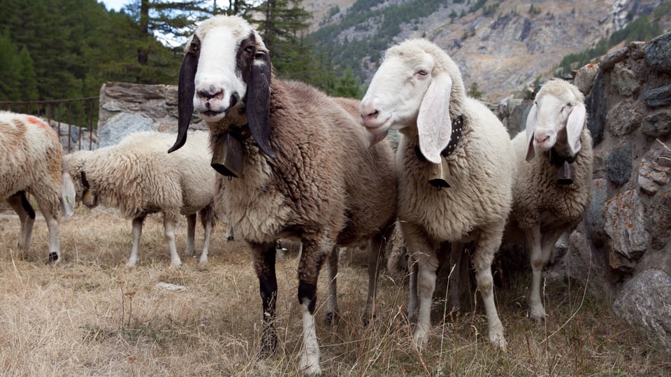 Seltene Schafe auf Weide