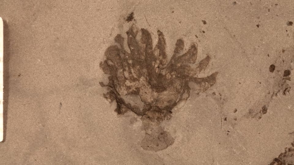 Fossiler Abdruck eines