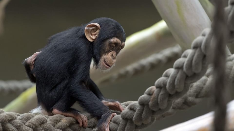 Schimpanse im Basler Zolli