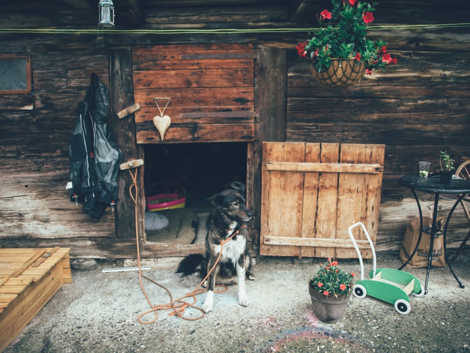 Dieser Hund ist wahrscheinlich nur einmal im Jahr angebunden. Doggo im Lumnezia