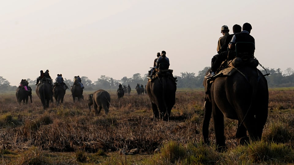 Eine Gruppe von Touristen reitet auf Elefanten.