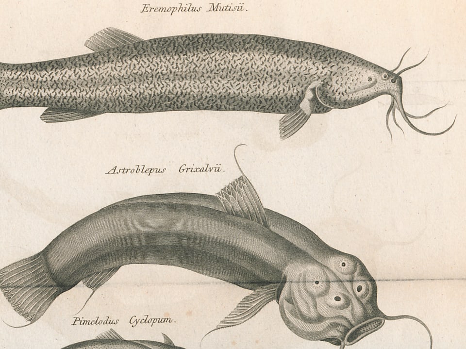 Humboldt erkundete mit einem Biologen zusammen Südamerika. Er brachte zahlreiche Darstellungen von Tierarten mit. Auf der Zeichnung sind Fische dargestellt.
